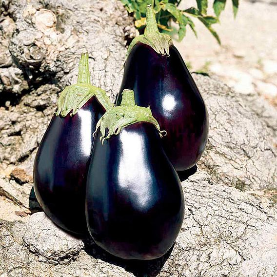 SUTTONS AUBERGINE 'GALINE' - SEEDS