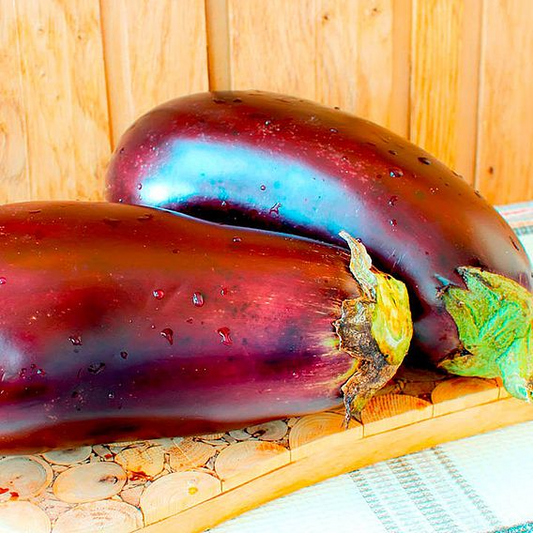 SUTTONS AUBERGINE 'GALINE' - SEEDS