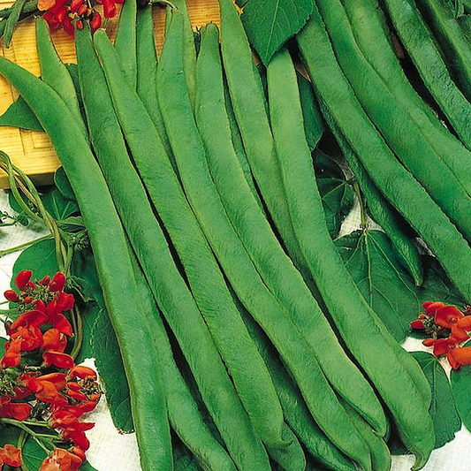 SUTTONS RUNNERBEAN 'PRIZEWINNER' - SEEDS