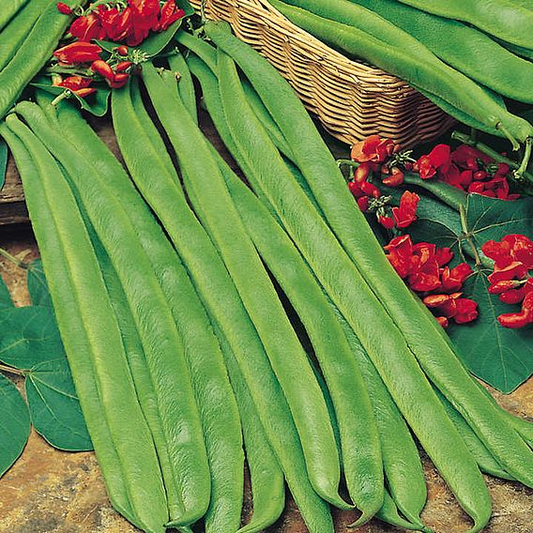 SUTTONS RUNNER BEAN 'BEST OF ALL' - SEEDS