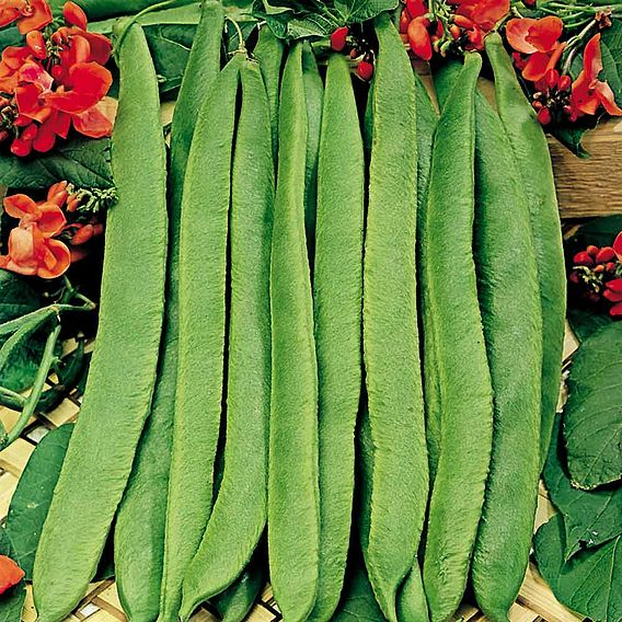 SUTTONS RUNNER BEAN 'SCARLET EMPEROR' - SEEDS