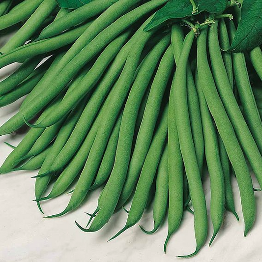 SUTTONS DWARF FRENCH BEAN 'SAFARI' - SEEDS