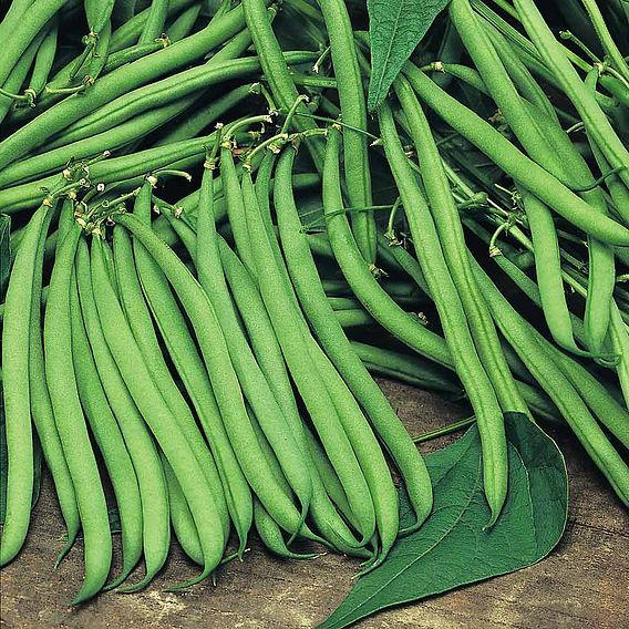 SUTTONS DWARF FRENCH BEAN 'SAFARI' - SEEDS