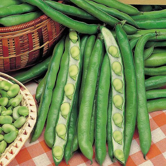 SUTTONS BROAD BEAN 'GIANT EXHIBITION LONGPOD' - SEEDS