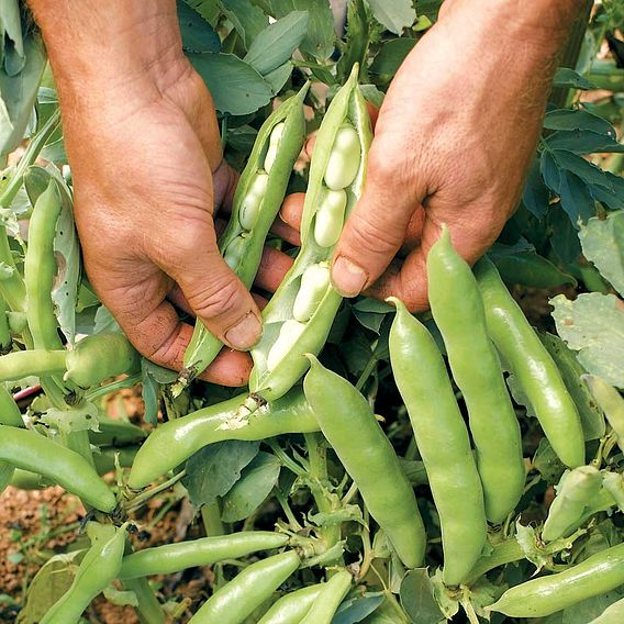 SUTTONS BROAD BEAN 'THE SUTTON' - SEEDS