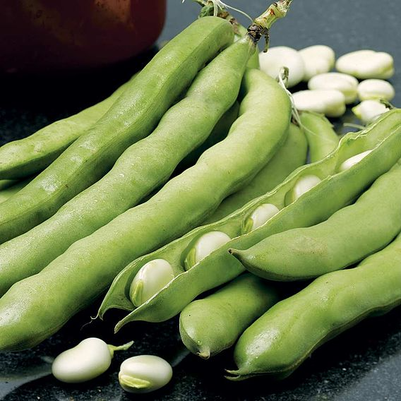 SUTTONS BROAD BEAN 'GIANT EXHIBITION LONGPOD' - SEEDS