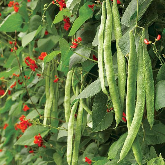 SUTTONS RUNNER BEAN 'SCARLET EMPEROR' - SEEDS