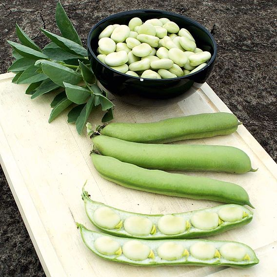 SUTTONS BROAD BEAN 'DE MONICA' - SEEDS