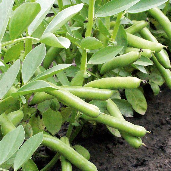 SUTTONS BROAD BEAN 'DE MONICA' - SEEDS