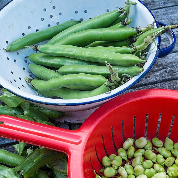 SUTTONS BROAD BEAN 'THE SUTTON' - SEEDS