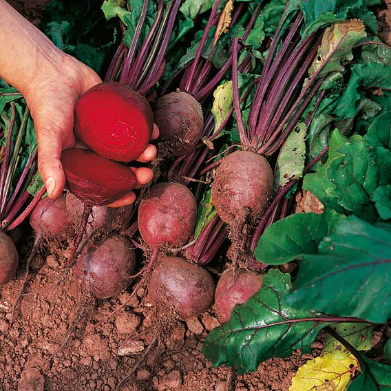 SUTTONS BEETROOT 'GLOBE 2' - SEEDS