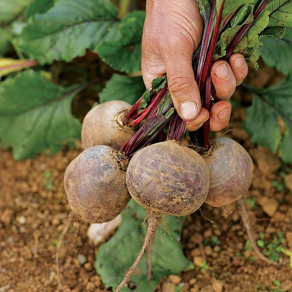 SUTTONS BEETROOT 'BOLTARDY' - SEEDS