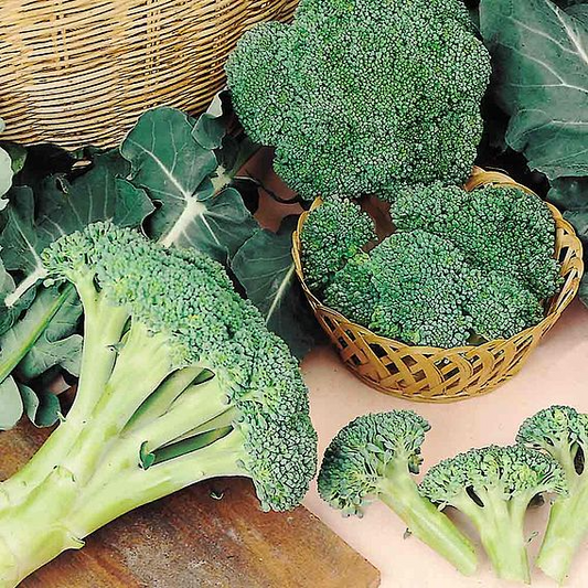 SUTTONS BROCCOLI 'AUTUMN SPEAR' - SEEDS