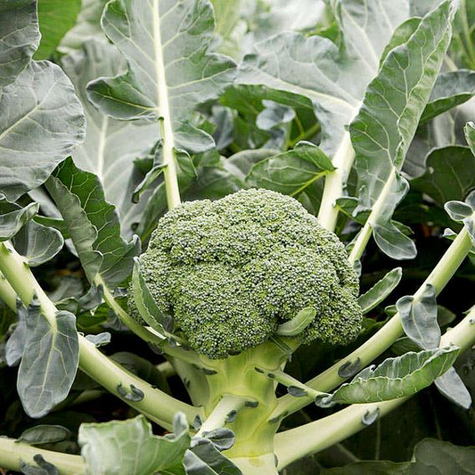 SUTTONS BROCCOLI F1 'MONCLANO' - SEEDS