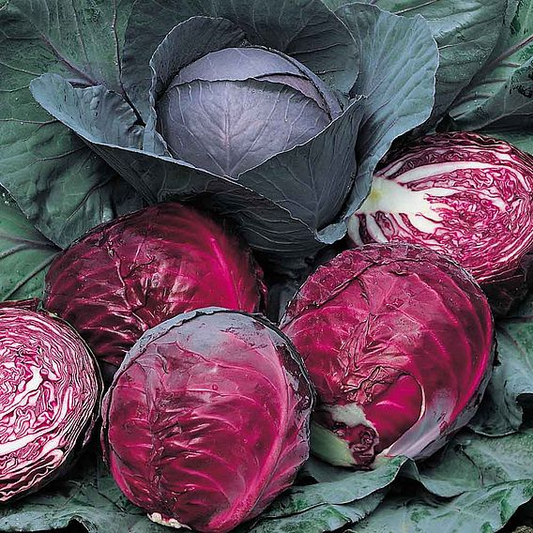 SUTTONS CABBAGE 'RED DRUMHEAD' - SEEDS