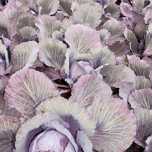 SUTTONS CABBAGE F1 'LODERO' - SEEDS