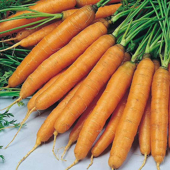 SUTTONS CARROT 'AMSTERDAM FORCING 3' - SEEDS