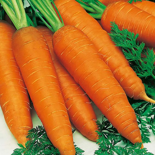 SUTTONS CARROT 'AUTUMN KING 2' - SEEDS