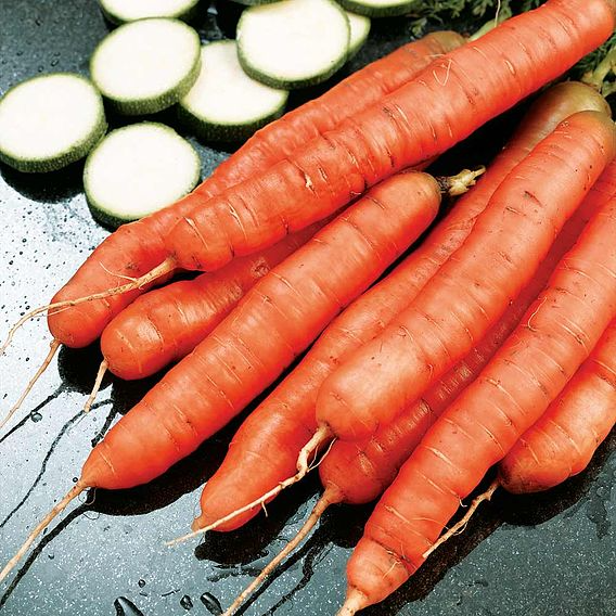 SUTTONS CARROT 'AMSTERDAM FORCING 3' - SEEDS