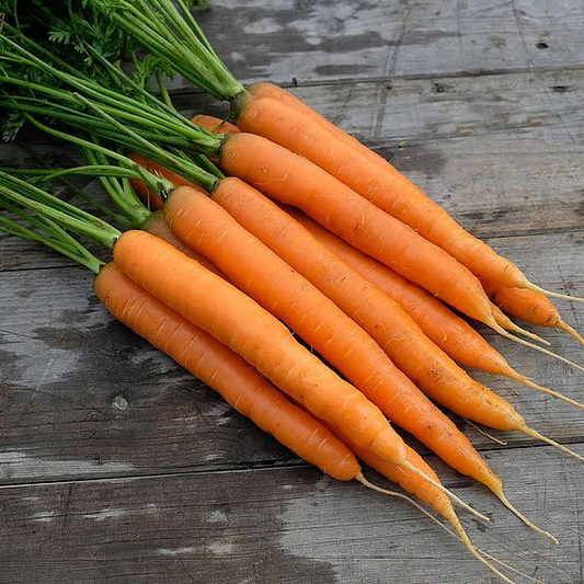 SUTTONS CARROT 'AMSTERDAM FORCING 3' - SEEDS