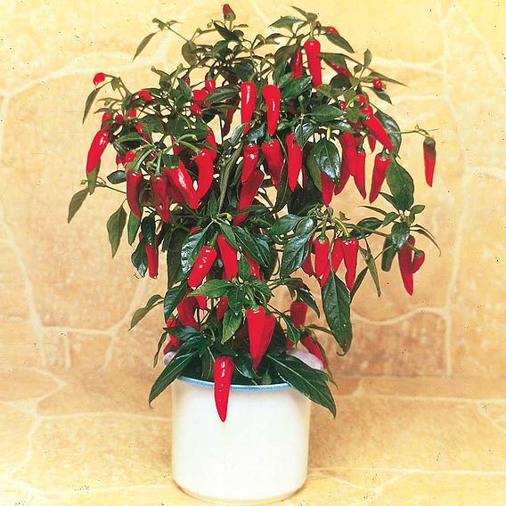 SUTTONS CHILLI PEPPER 'APACHE' - SEEDS