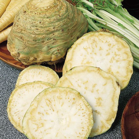 SUTTONS CELERIAC 'MONARCH' - SEEDS