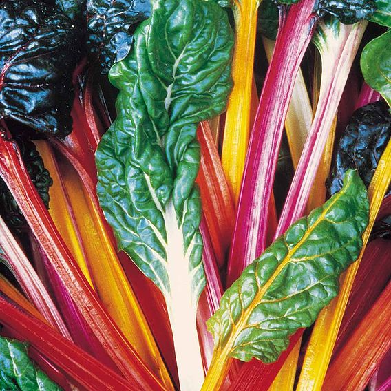 SUTTONS SWISS CHARD 'BRIGHT LIGHTS' - SEEDS