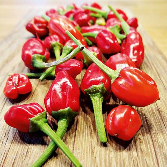 SUTTONS CHILLI PEPPER 'APACHE' - SEEDS