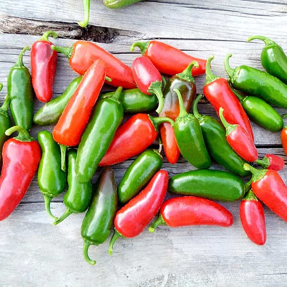 SUTTONS CHILLI PEPPER 'JALAPENO' - SEEDS