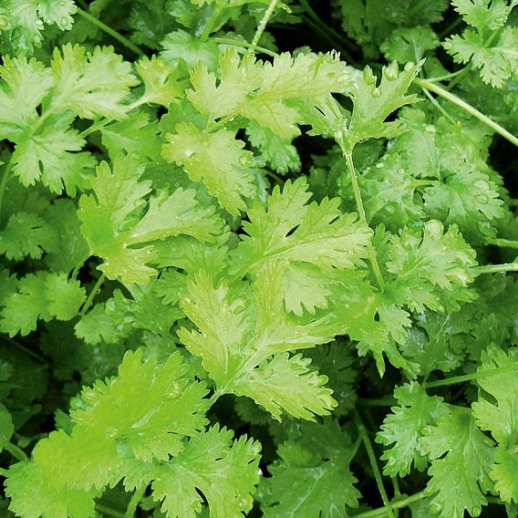 SUTTONS CORIANDER - HERB SEEDS