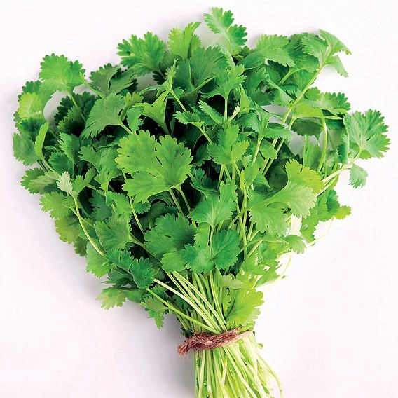 SUTTONS CORIANDER - HERB SEEDS