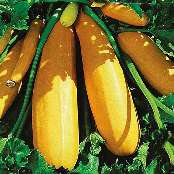 SUTTONS  COURGETTE F1 'ATENA' - SEEDS