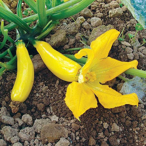 SUTTONS  COURGETTE F1 'ATENA' - SEEDS