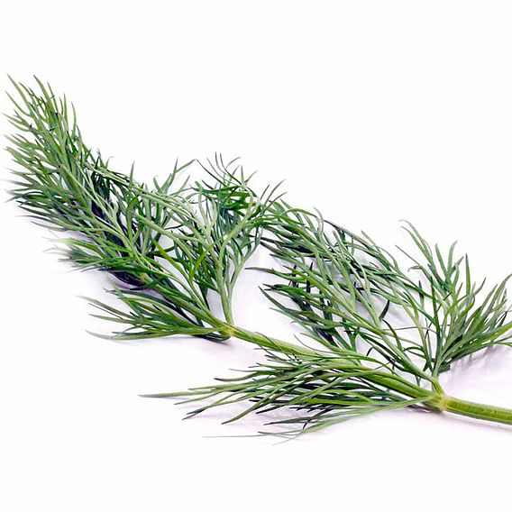 SUTTONS DILL - HERB SEEDS