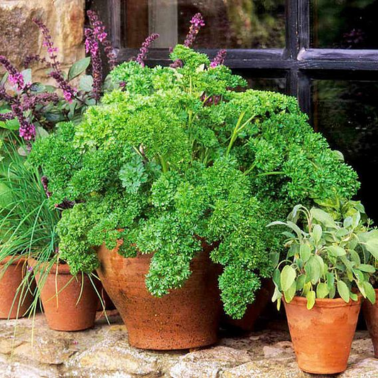 SUTTONS PARSLEY 'MOSS CURLED 2' - SEEDS