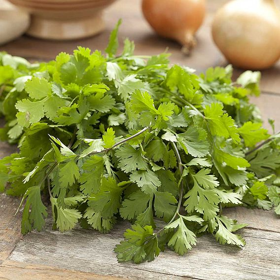 SUTTONS CORIANDER - HERB SEEDS