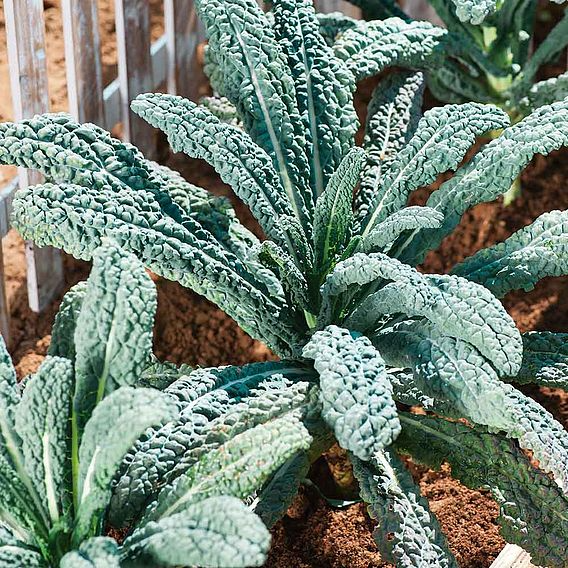 SUTTONS KALE 'BLACK MAGIC' - SEEDS