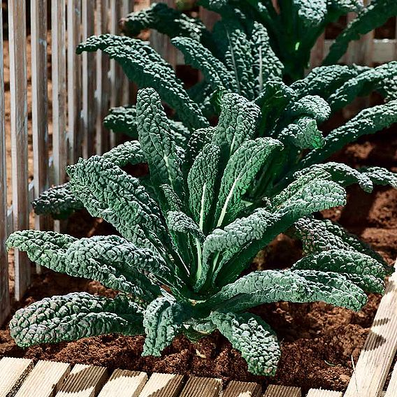 SUTTONS KALE 'BLACK MAGIC' - SEEDS