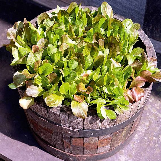 SUTTONS LETTUCE 'COS LETTUCE MIX' - SEEDS