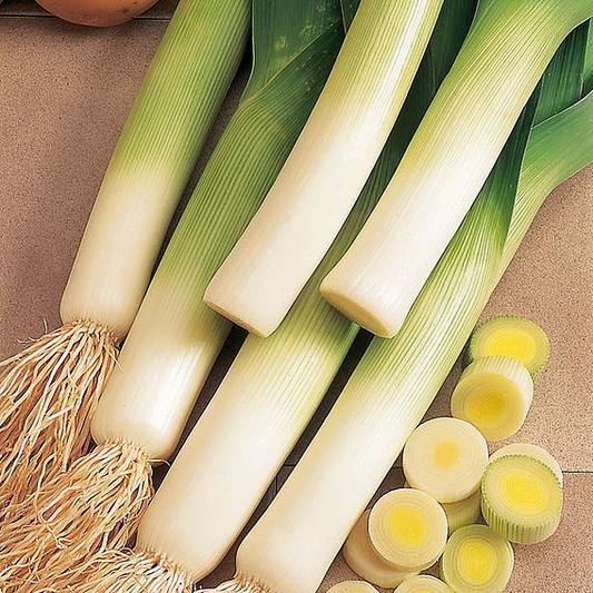 SUTTONS LEEK 'LYON PRIZETAKER' - SEEDS