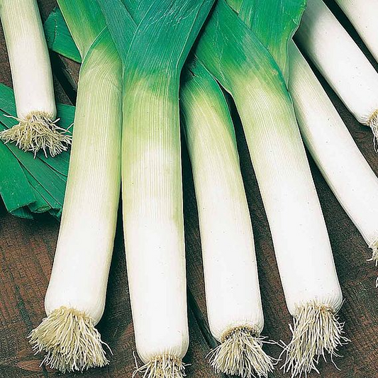 SUTTONS LEEK 'BLUE GREEN AUTUMN NEPTUNE' - SEEDS