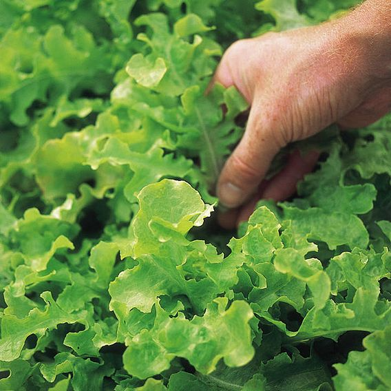 SUTTONS LETTUCE 'SALAD BOWL' - SEEDS