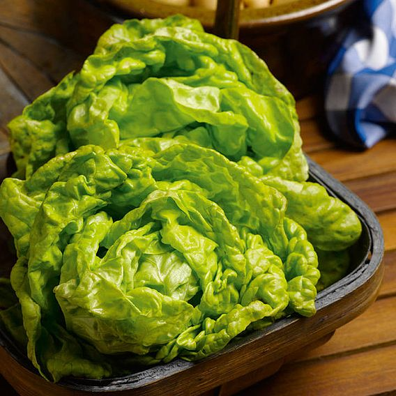 SUTTONS LETTUCE 'ALL THE YEAR ROUND' - SEEDS