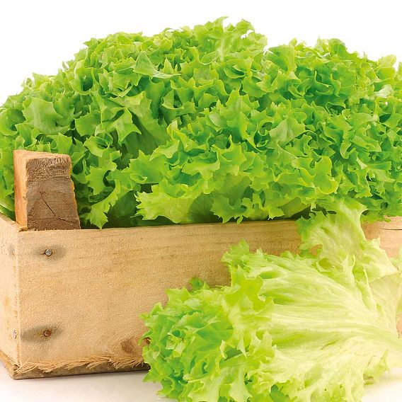 SUTTONS LETTUCE 'LOLLO BIONDA' - SEEDS