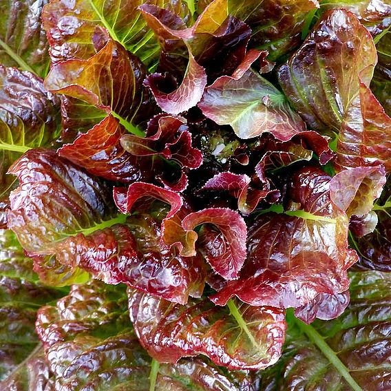 SUTTONS LETTUCE 'OUT"RED"GEOUS' - SEEDS