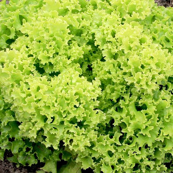 SUTTONS LETTUCE 'LOLLO BIONDA' - SEEDS