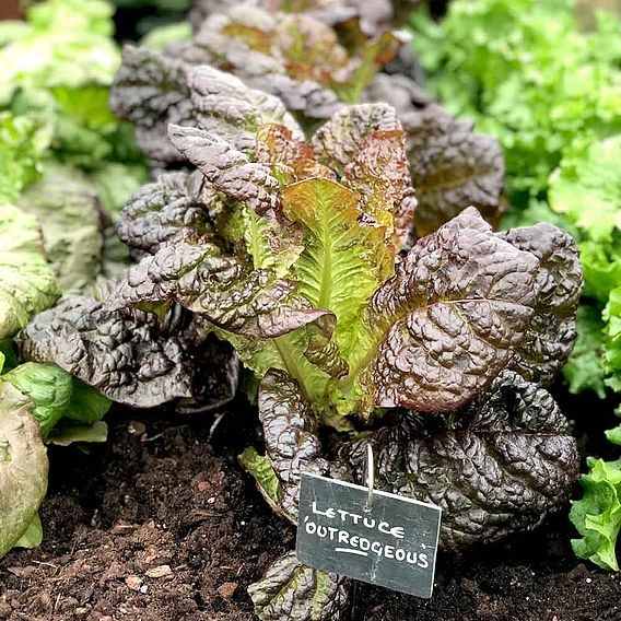 SUTTONS LETTUCE 'OUT"RED"GEOUS' - SEEDS