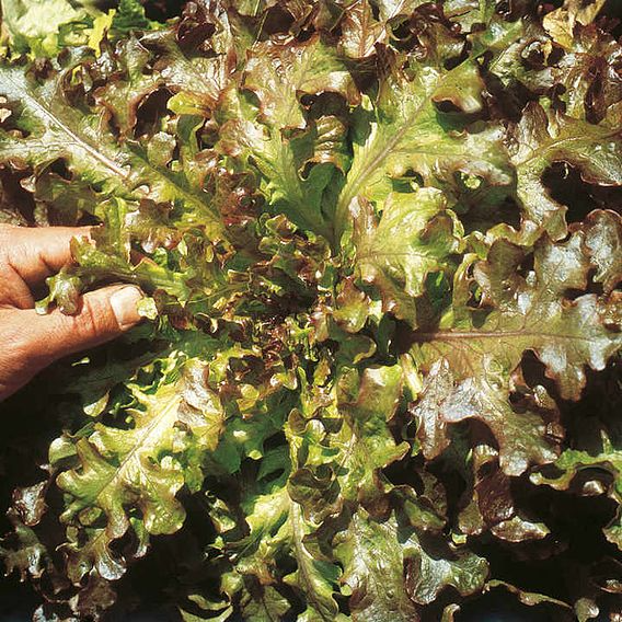 SUTTONS LETTUCE 'RED SALAD BOWL' - SEEDS