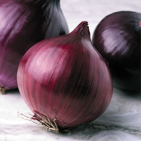 SUTTONS ONION F1 'KAMAL' - SEEDS