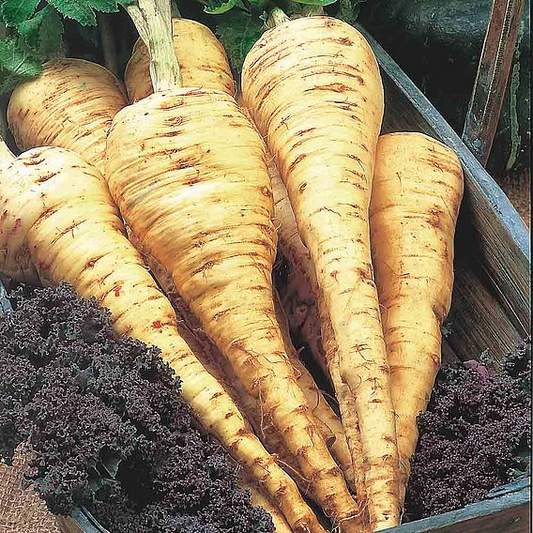 SUTTONS PARSNIP 'TENDER AND TRUE' - SEEDS